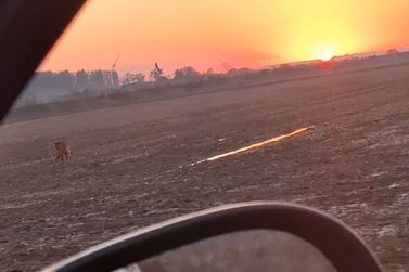 Lobo-guar&aacute; &eacute; flagrado correndo em lavoura de arroz na regi&atilde;o de Loanda