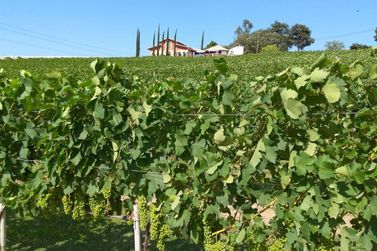 IAC inicia projeto de viticultura sustentável na cidade de Louveira 
