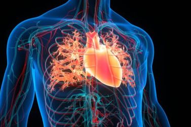 Consumo excessivo de proteínas pode causar doenças cardiovasculares