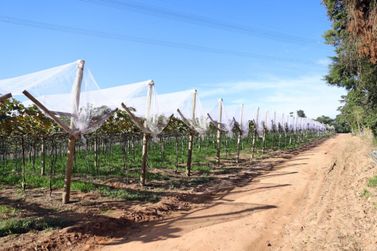 Apoio e incentivos para os agricultores de Louveira