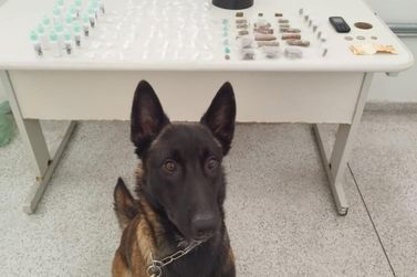 Suspeito &eacute; preso por tr&aacute;fico de drogas ap&oacute;s a&ccedil;&atilde;o da Guarda Municipal com c&atilde;o K9