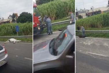 Acidente na Rodovia Anhanguera deixa ferido e dois cavalos mortos