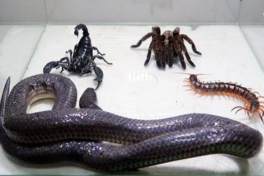 Louveira orienta sobre acidentes com animais pe&ccedil;onhentos e refor&ccedil;a pontos de atendimento
