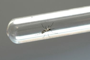 Casos de dengue aumentam no país 
