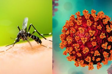 Dengue ou Covid: Qual a diferença entre as duas doenças?
