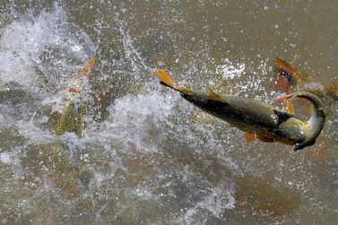 LEI em MT: Pescador amador só pode atuar na modalidade "pesque e solte" 