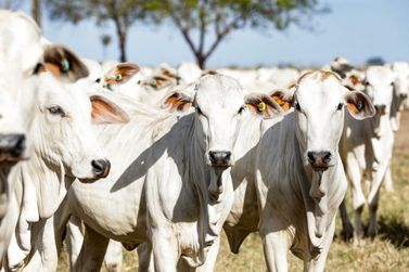 Mato Grosso se mantém na liderança com maior rebanho bovino do país