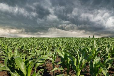 Chuva pode paralisar atividades agrícolas no Mato Grosso