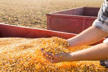 Preço do milho começa semana com instabilidade na Bolsa de Chicago 