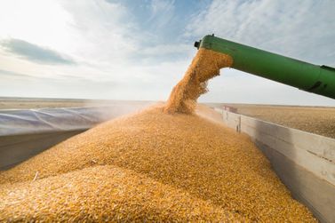  Safra de milho do Brasil deve somar 124 milhões de toneladas