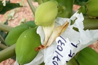 Unemat cria "seguro de vida" para o mam&atilde;o brasileiro e busca romper depend&ecirc;ncia de Taiwan