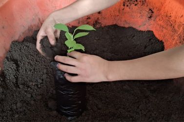 Iniciativa em escola municipal semeia consci&ecirc;ncia ambiental e h&aacute;bitos sustent&aacute;veis