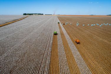 MT lidera produ&ccedil;&atilde;o de algod&atilde;o, soja e milho h&aacute; d&eacute;cadas e refor&ccedil;a dom&iacute;nio na safra 2025/26