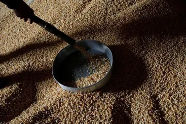 Colheita de milho em Mato Grosso atinge 78,92% da &aacute;rea, diz Imea