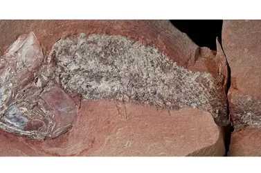 F&oacute;ssil de peixe pr&eacute;-hist&oacute;rico de 252 milh&otilde;es de anos &eacute; encontrado em MT