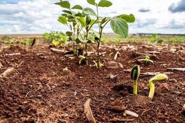 Imea alerta para riscos do El Ni&ntilde;o no plantio de soja em MT na safra 2026/27