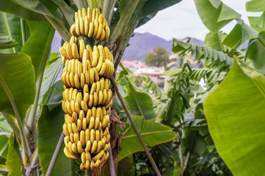Aumento nos preços da banana produzida em Bom Jesus da Lapa deve chegar à região