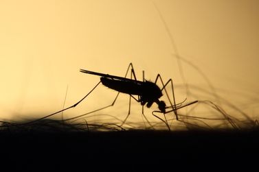 Dengue na Bahia: mortes sobem para 56; casos aumentam 736%