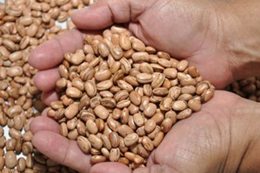 Secretaria de Desenvolvimento Rural está doando sementes de feijão e adubo