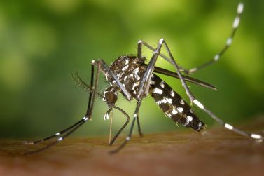 Dengue em Minas Gerais: estado enfrenta risco de epidemia e anuncia vacinação