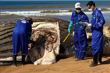 Pescadores acham animais deformados onde passou lama de Mariana