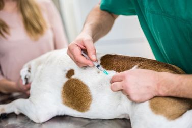 Campanha de Vacina&ccedil;&atilde;o Antirr&aacute;bica Animal 2025 tem datas definidas