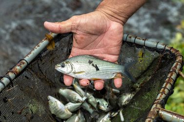 Usina da Região vai soltar mais de 1 milhão de peixes no rio Paraná