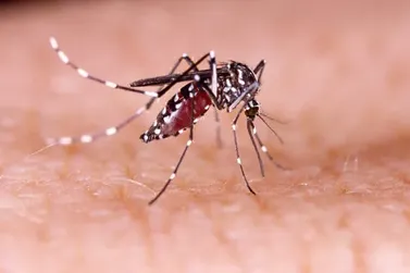 Mirassol promove o ’Dia da Faxina’ para combater a Dengue: confira o cronograma!