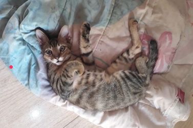 Fam&iacute;lia procura por Nim, gatinho desaparecido no bairro Regissol