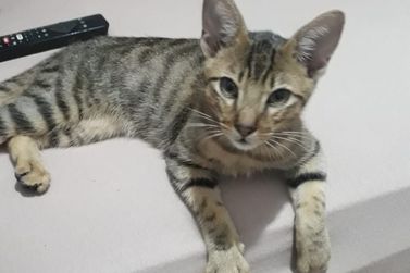Gato Nim &eacute; encontrado ap&oacute;s publica&ccedil;&atilde;o no Portal da Cidade
