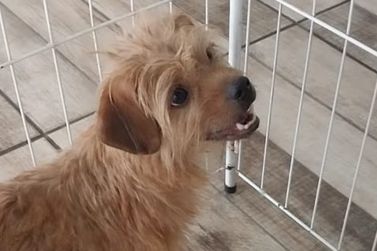 C&atilde;ozinho caramelo segue morador at&eacute; o Santa Cl&aacute;udia e busca pelo tutor