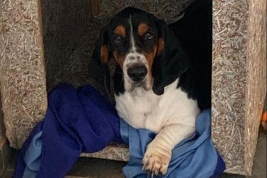 Fam&iacute;lia procura por c&atilde;ozinho Basset Hound no bairro Tarraf, em Mirassol