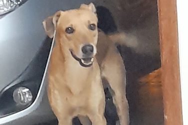 C&atilde;o caramelo Thor est&aacute; desaparecido no bairro Regissol, em Mirassol