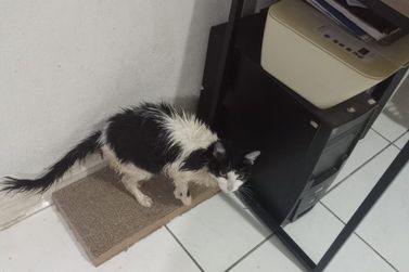 Gata Mari retorna para casa ap&oacute;s dias desaparecida em Mirassol