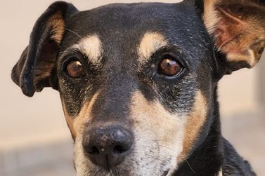 Cachorrinha Katy desaparece no Jd. Imperial e tutora faz apelo por informa&ccedil;&otilde;es