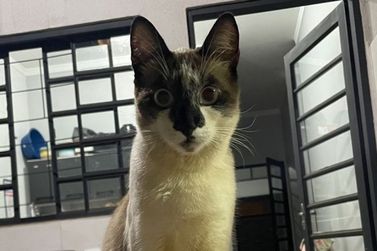 Gatinho Niguiri desaparece no bairro Mais Parque nesta ter&ccedil;a