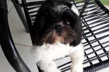 Cachorrinha Shih-tzu Meg desaparece na Vila Moreira