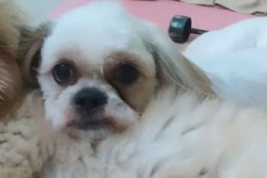 Fam&iacute;lia segue &agrave; procura do c&atilde;ozinho Salsicha, desaparecido no Regissol