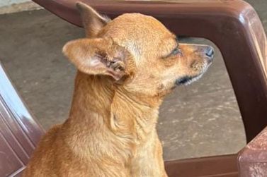 Ap&oacute;s apelo nas redes, cachorrinha Maya &eacute; reencontrada em Mirassol