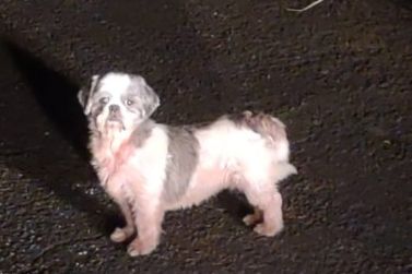 Fam&iacute;lia procura por cachorrinha Lara, vista pela &uacute;ltima vez no Parque das Flores