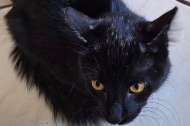 Tutor procura por gata desaparecida no bairro Cohab 3, em Mirassol