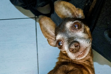 Fam&iacute;lia procura por cachorro Rufo, desaparecido perto do Parque das Flores