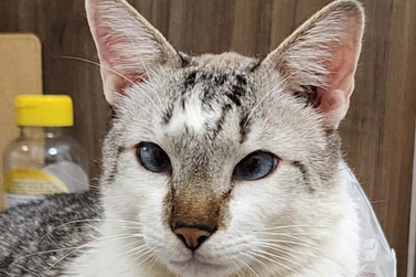 Gato desaparece no Jardim Laguna e mobiliza moradores de Mirassol
