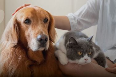 Brech&oacute; beneficente 'Amigas dos Pets' acontece nesta sexta em novo endere&ccedil;o