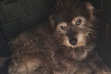 Fam&iacute;lia procura por c&atilde;o idoso desaparecido no Vale do Sol