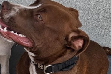 Pedagoga procura por cachorro desaparecido no bairro Regissol, em Mirassol