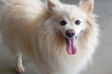 L&eacute;o, spitz desaparecido no Miravista, &eacute; encontrado e j&aacute; est&aacute; em casa
