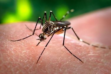 Dengue chega a 3 mil casos em Mogi Guaçu