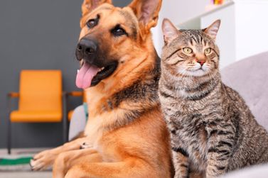 1ª Vacinação de cães e gatos de 2024 será realizada no próximo sábado