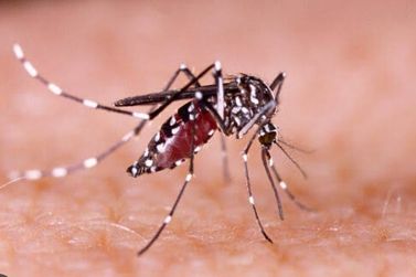 Casos de dengue em Mogi Mirim tem aumento preocupante